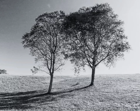 Image of two trees standing together, representing growth and connection in the therapeutic process with Jo Robinson-Castro